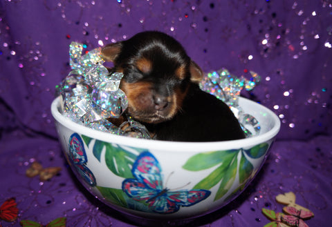 Yorkshire Terrier Puppies For Sale in SC AKC Yorkie Breeder Pandora s Puppies