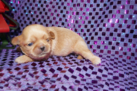 Willow AKC Registered Shih Tzu Female ^RARE^ Blonde Color Born 10-19-2024 Click Here For More Info