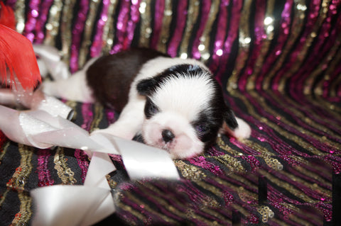 Luna AKC Registered Shih Tzu Female Black And White Born 10-19-2024 Click Here For More Info