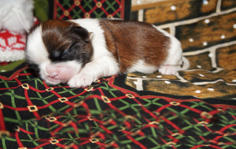 Patty AKC Registered Shih Tzu Female Gold And White Born 10-23-2024 Click Here Fore More Info