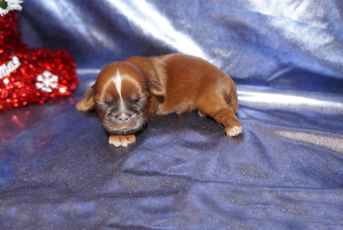 Mocha AKC Registered Shih Tzu Female ^RARE^ RED Color Born 10-23-2024 Click Here For More Info