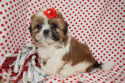 ***FLASH SALE*** Ace AKC Registered Shih Tzu Male Gold And White Born 9-5-2024 Click Here For More Info