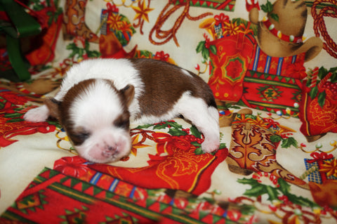 Scout AKC Registered Shih Tzu Male Gold And White Born 11-6-2024 Click Here For More  Info