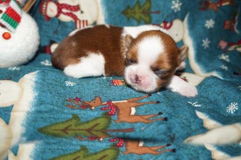 Amaya AKC Registered Shih Tzu Female Gold And White Born 11-6-2024 Click Here For More Info