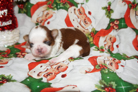 Freckles AKC Registered Shih Tzu Female Gold And White Born 11-6-2024 Click Here For More Info