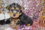 LoLa Yorkshire Terrier Yorkie Female Black/Gold Born 10-22-2024 READY NOW! Click Here For More Info