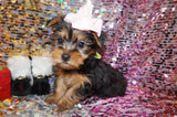 LoLa Yorkshire Terrier Yorkie Female Black/Gold Born 10-22-2024 READY NOW! Click Here For More Info