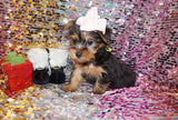 LoLa Yorkshire Terrier Yorkie Female Black/Gold Born 10-22-2024 READY NOW! Click Here For More Info