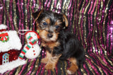 Poppy Yorkie Yorkshire Terrier Female Born 10-22-2024 READY NOW! Click Her For More Info