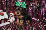 Poppy Yorkie Yorkshire Terrier Female Born 10-22-2024 READY NOW! Click Her For More Info