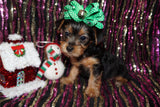 Poppy Yorkie Yorkshire Terrier Female Born 10-22-2024 READY NOW! Click Her For More Info