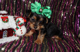 Poppy Yorkie Yorkshire Terrier Female Born 10-22-2024 READY NOW! Click Her For More Info