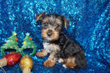 Scooby Yorkie Yorkshire Terrier Black/Gold Born 10-12-2024 Ready Now! Click Here For More Info