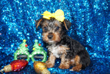 Scooby Yorkie Yorkshire Terrier Black/Gold Born 10-12-2024 Ready Now! Click Here For More Info