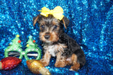 Scooby Yorkie Yorkshire Terrier Black/Gold Born 10-12-2024 Ready Now! Click Here For More Info