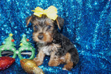 Scooby Yorkie Yorkshire Terrier Black/Gold Born 10-12-2024 Ready Now! Click Here For More Info