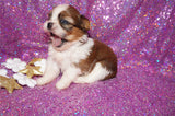 Maddy AKC Registered Shih Tzu Female Gold And White Born 11-6-2024 Click Here For More Info