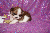 Maddy AKC Registered Shih Tzu Female Gold And White Born 11-6-2024 Click Here For More Info