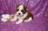 Maddy AKC Registered Shih Tzu Female Gold And White Born 11-6-2024 Click Here For More Info