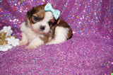 Maddy AKC Registered Shih Tzu Female Gold And White Born 11-6-2024 Click Here For More Info