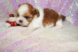 Amaya AKC Registered Shih Tzu Female Gold And White Born 11-6-2024 Click Here For More Info