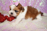 Amaya AKC Registered Shih Tzu Female Gold And White Born 11-6-2024 Click Here For More Info