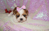 Amaya AKC Registered Shih Tzu Female Gold And White Born 11-6-2024 Click Here For More Info