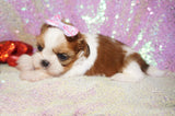 Amaya AKC Registered Shih Tzu Female Gold And White Born 11-6-2024 Click Here For More Info