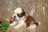 Freckles AKC Registered Shih Tzu Female Gold And White Born 11-6-2024 Click Here For More Info