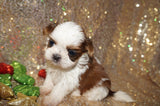 Freckles AKC Registered Shih Tzu Female Gold And White Born 11-6-2024 Click Here For More Info