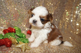 Freckles AKC Registered Shih Tzu Female Gold And White Born 11-6-2024 Click Here For More Info