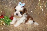 Freckles AKC Registered Shih Tzu Female Gold And White Born 11-6-2024 Click Here For More Info