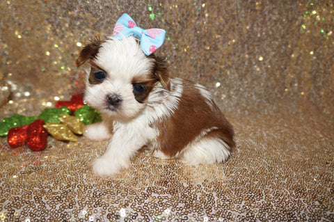 Freckles AKC Registered Shih Tzu Female Gold And White Born 11-6-2024 Click Here For More Info