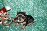 Sage  ***TEACUP*** AKC Registered Yorkie Yorkshire Terrier Female Born 11-5-2024 Click Here For More Info