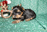 Sage  ***TEACUP*** AKC Registered Yorkie Yorkshire Terrier Female Born 11-5-2024 Click Here For More Info