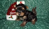 Sage  ***TEACUP*** AKC Registered Yorkie Yorkshire Terrier Female Born 11-5-2024 Click Here For More Info