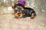 Layla ***TEACUP***AKC Registered Yorkie Yorkshire Terrier Female Born 11-5-2024 Click Here For More Info