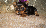 Layla ***TEACUP***AKC Registered Yorkie Yorkshire Terrier Female Born 11-5-2024 Click Here For More Info