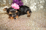 Layla ***TEACUP***AKC Registered Yorkie Yorkshire Terrier Female Born 11-5-2024 Click Here For More Info