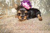 Layla ***TEACUP***AKC Registered Yorkie Yorkshire Terrier Female Born 11-5-2024 Click Here For More Info