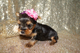 Layla ***TEACUP***AKC Registered Yorkie Yorkshire Terrier Female Born 11-5-2024 Click Here For More Info