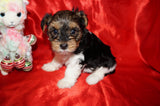 Lila AKC Registered Yorkie Yorkshire Terrie Female PARTI Born 10-27-2024 Click Here For More Info