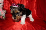 Lila AKC Registered Yorkie Yorkshire Terrie Female PARTI Born 10-27-2024 Click Here For More Info