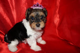 Lila AKC Registered Yorkie Yorkshire Terrie Female PARTI Born 10-27-2024 Click Here For More Info