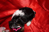 Lila AKC Registered Yorkie Yorkshire Terrie Female PARTI Born 10-27-2024 Click Here For More Info