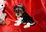 Lila AKC Registered Yorkie Yorkshire Terrie Female PARTI Born 10-27-2024 Click Here For More Info