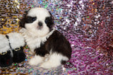 ***CHRISTMAS SALE*** Luna AKC Registered Shih Tzu Female Black And White Born 10-19-2024 Click Here For More Info