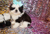 ***CHRISTMAS SALE*** Luna AKC Registered Shih Tzu Female Black And White Born 10-19-2024 Click Here For More Info