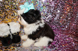 ***CHRISTMAS SALE*** Luna AKC Registered Shih Tzu Female Black And White Born 10-19-2024 Click Here For More Info