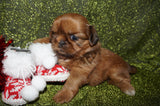 Honey AKC Registered Shih Tzu Female Honey Gold Born 11-15-2024 Click Here or More Info